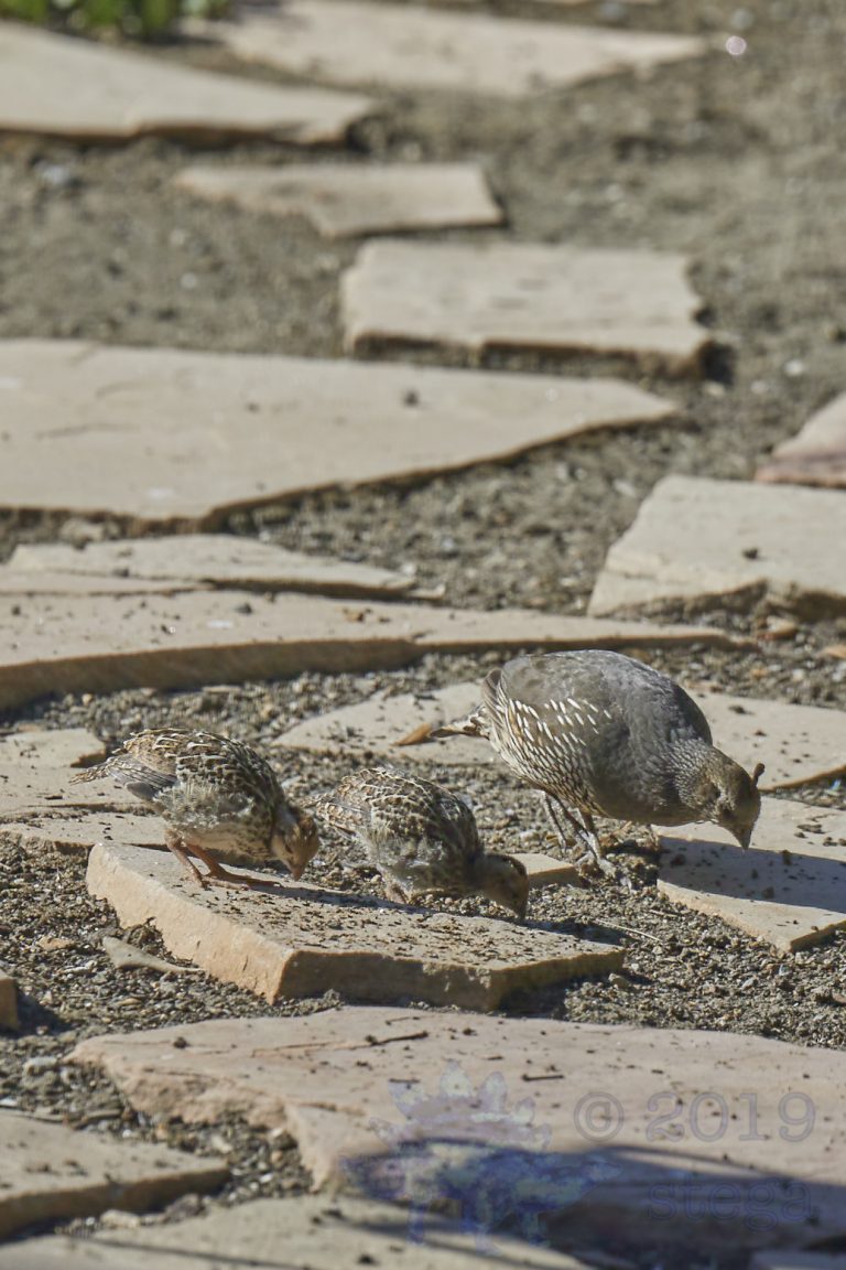 California Quail Family