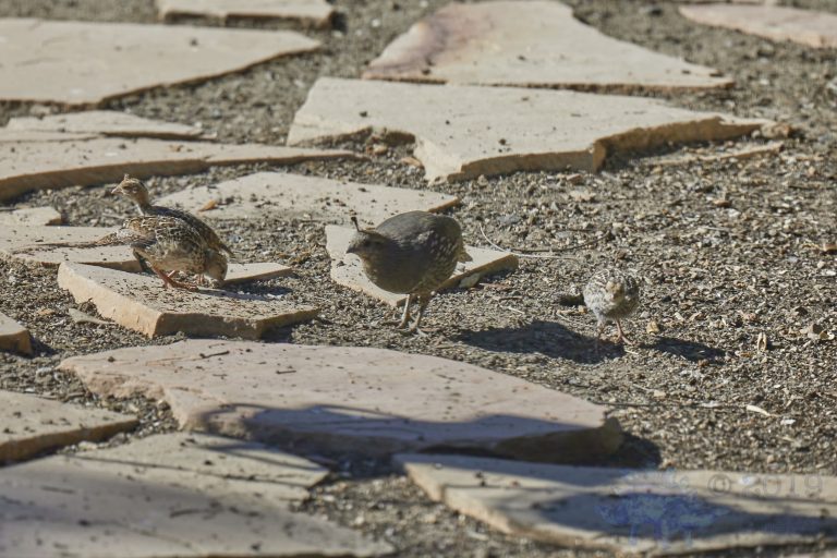 California Quail Family