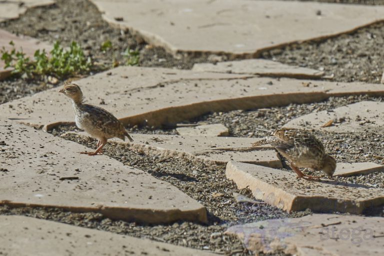 Old School Week: California Quail
