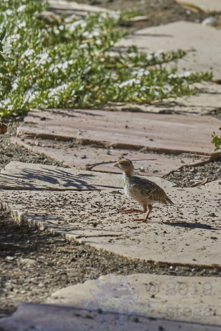 California Quail Chick
