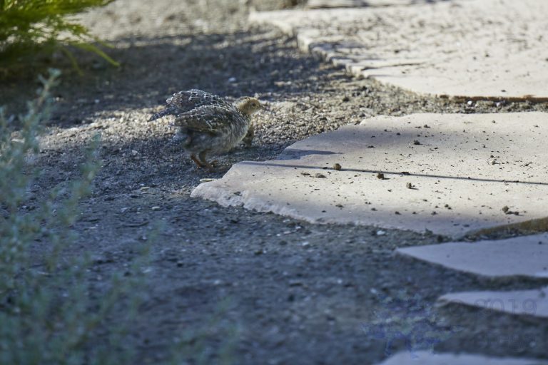 California Quail Chicks