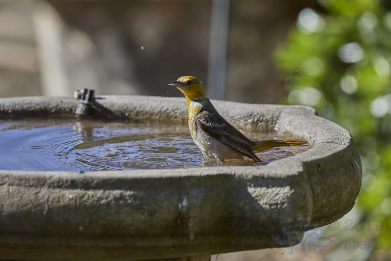 Hooded Oriole