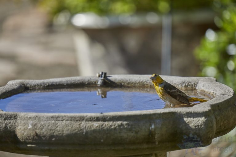 Bullocks’ Oriole