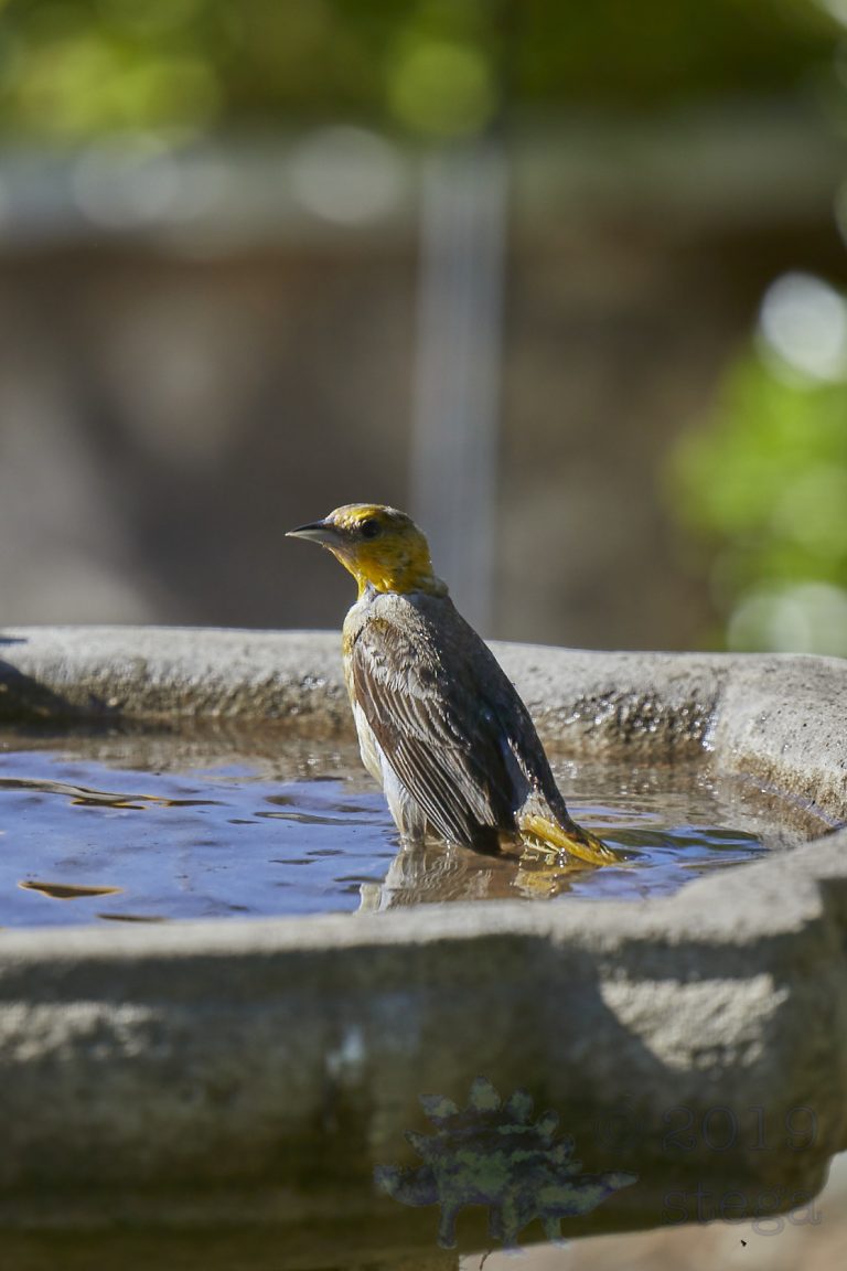 Hooded Orioles
