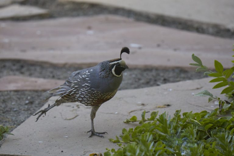 California Quail