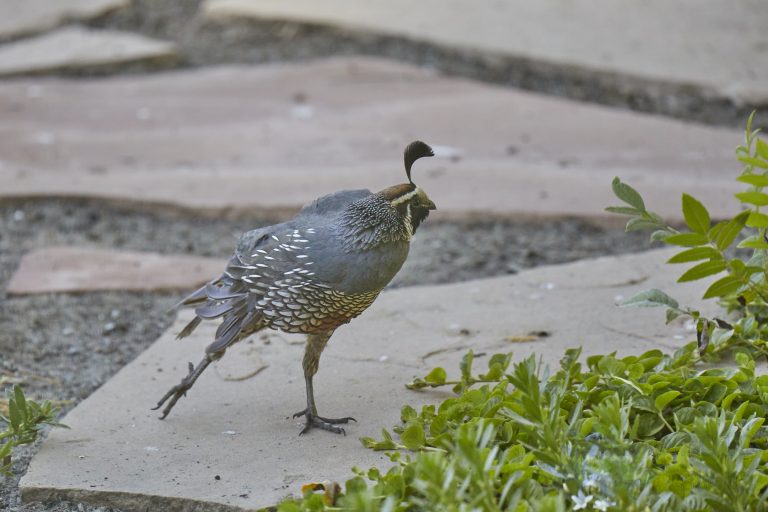 California Quail