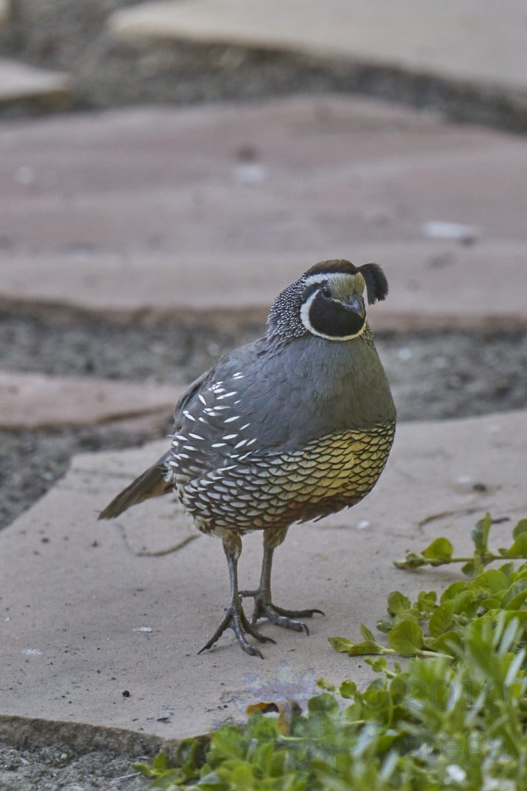 California Quail