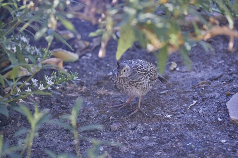 California Quail Chick