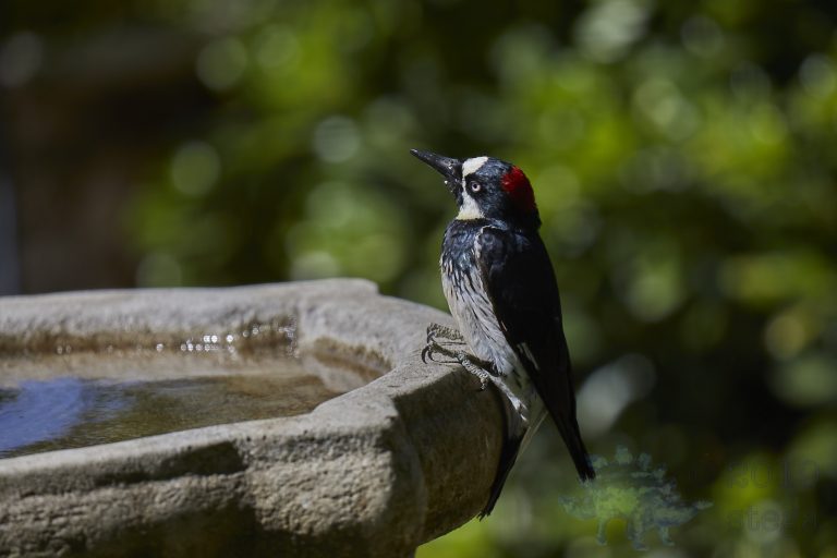 Acorn Woodpecker