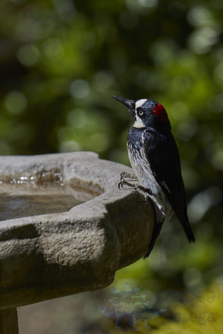 Acorn Woodpecker