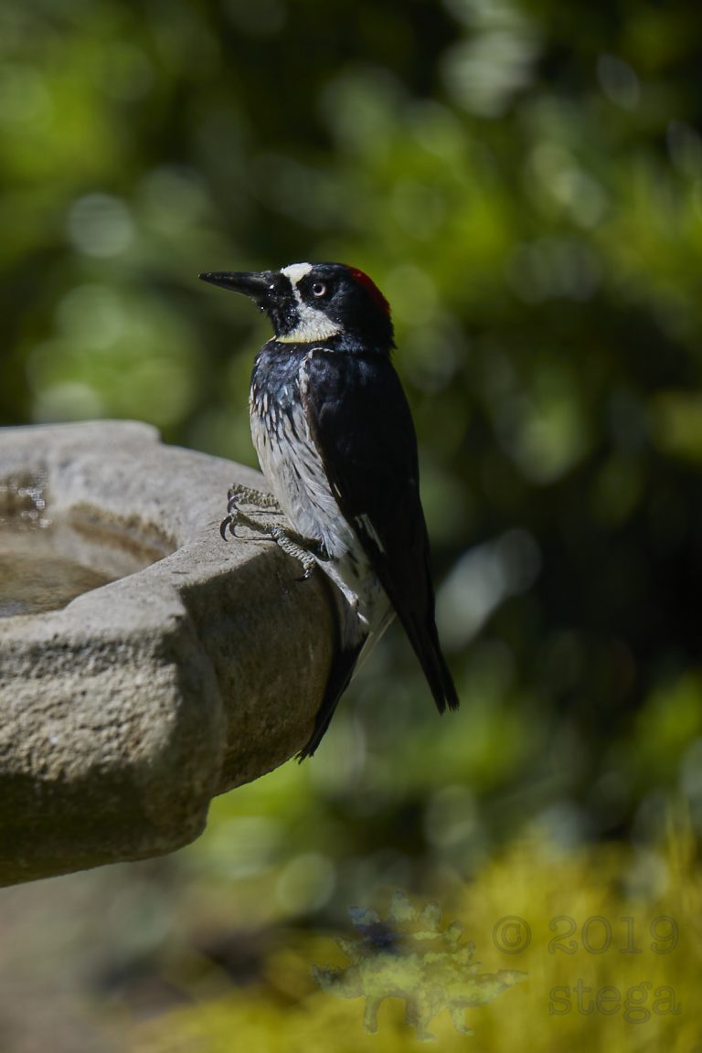 Acorn Woodpecker