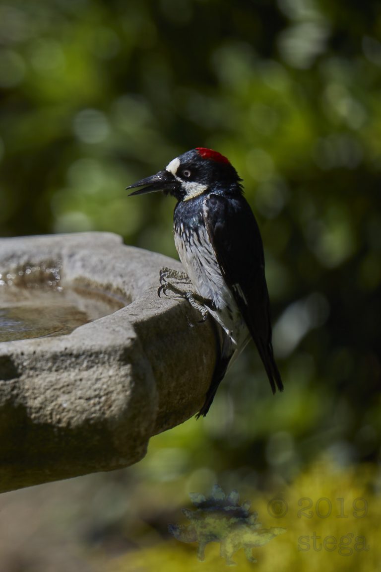 Acorn Woodpecker
