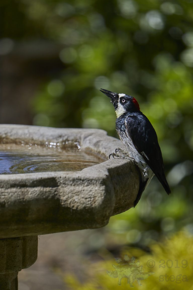 Female Acorn Woodpecker