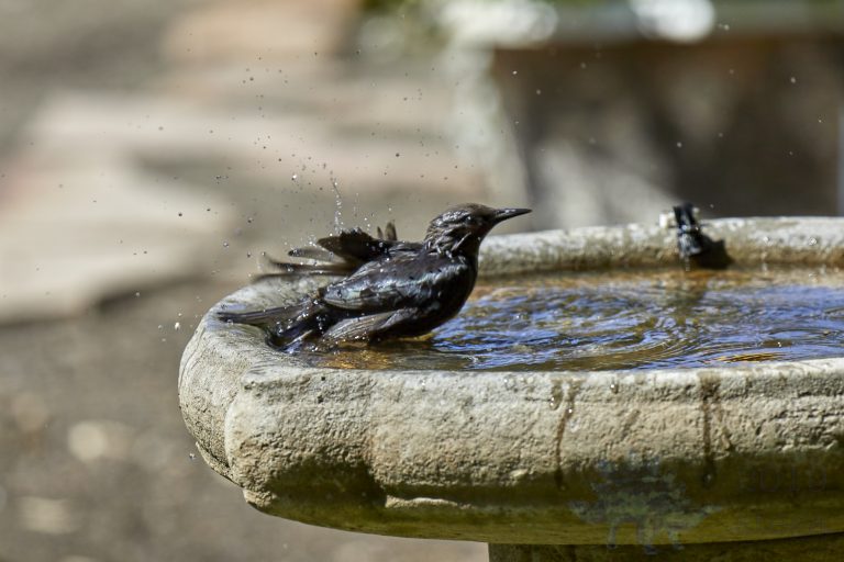 European Starling