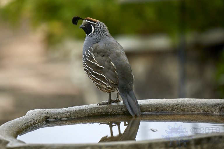 California Quail