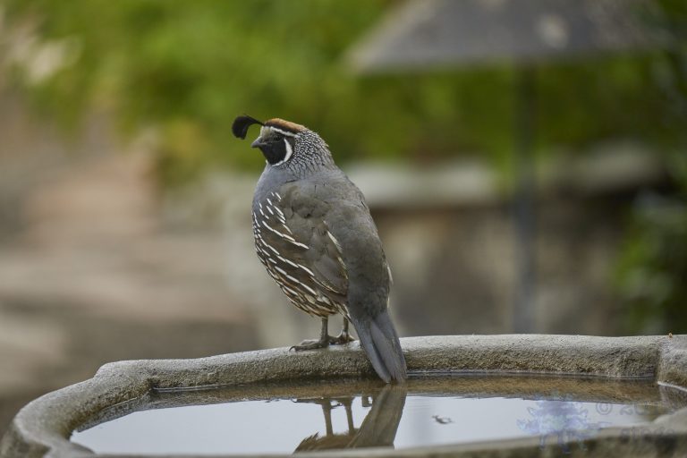 California Quail
