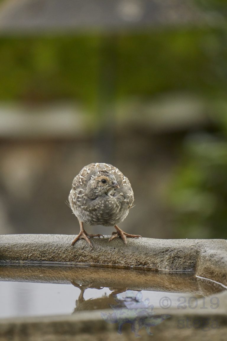 California Quail Chick