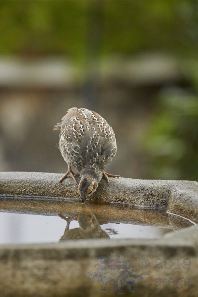 California Quail Chick