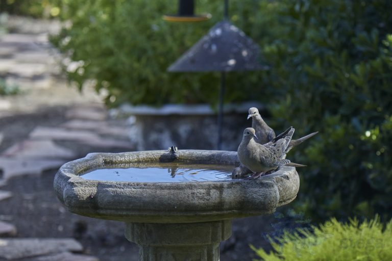 Mourning Dove