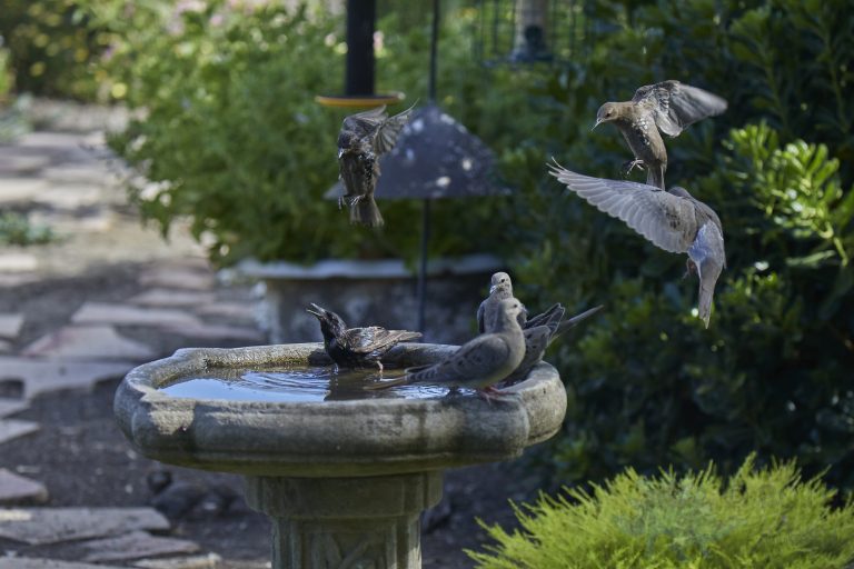 Cannonball!