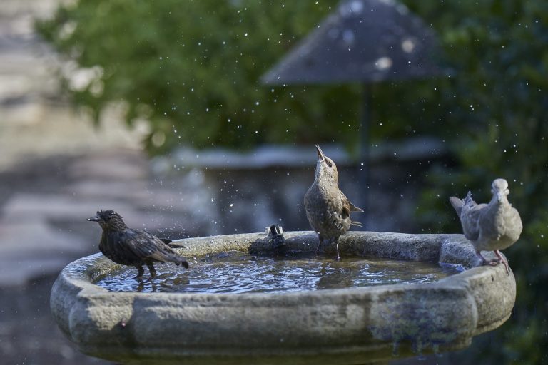 European Starling