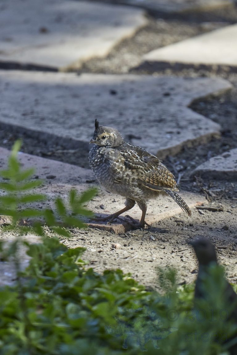 California Quail