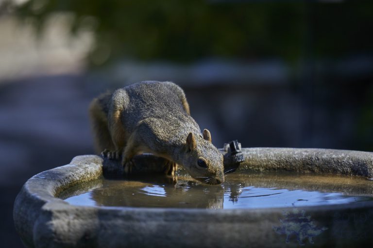 Fox Squirrel