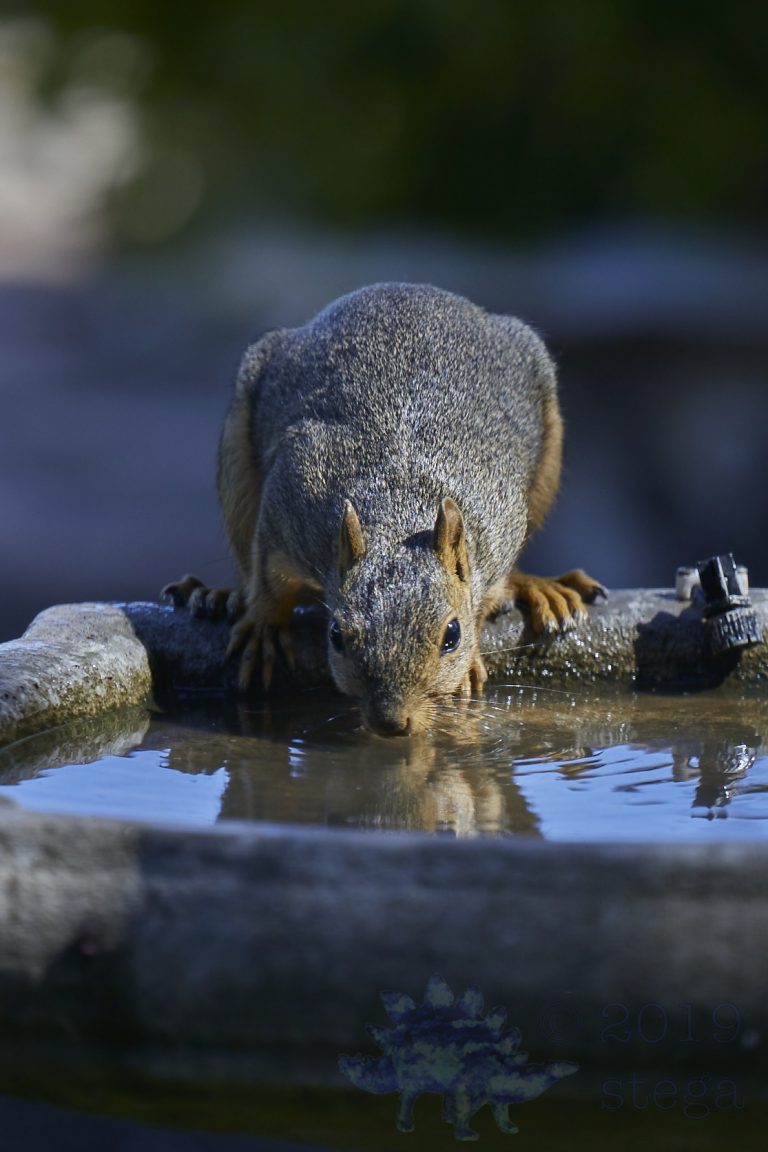 Fox Squirrel