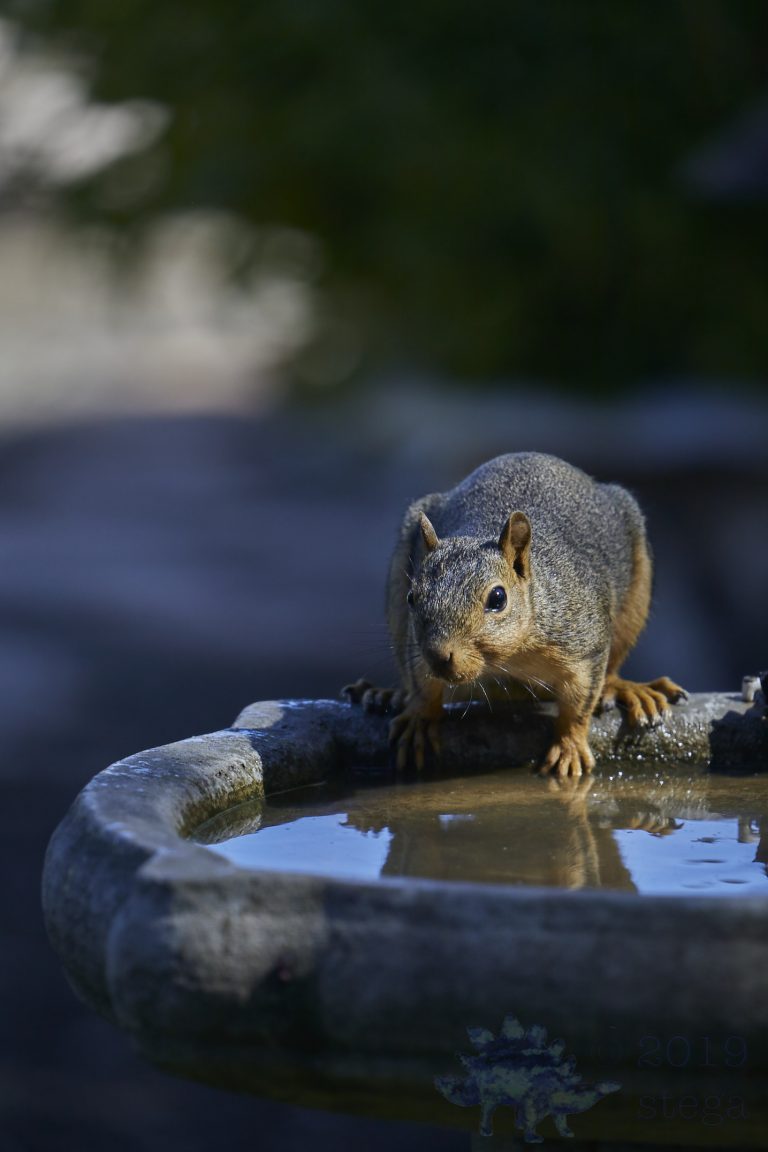 Fox Squirrel
