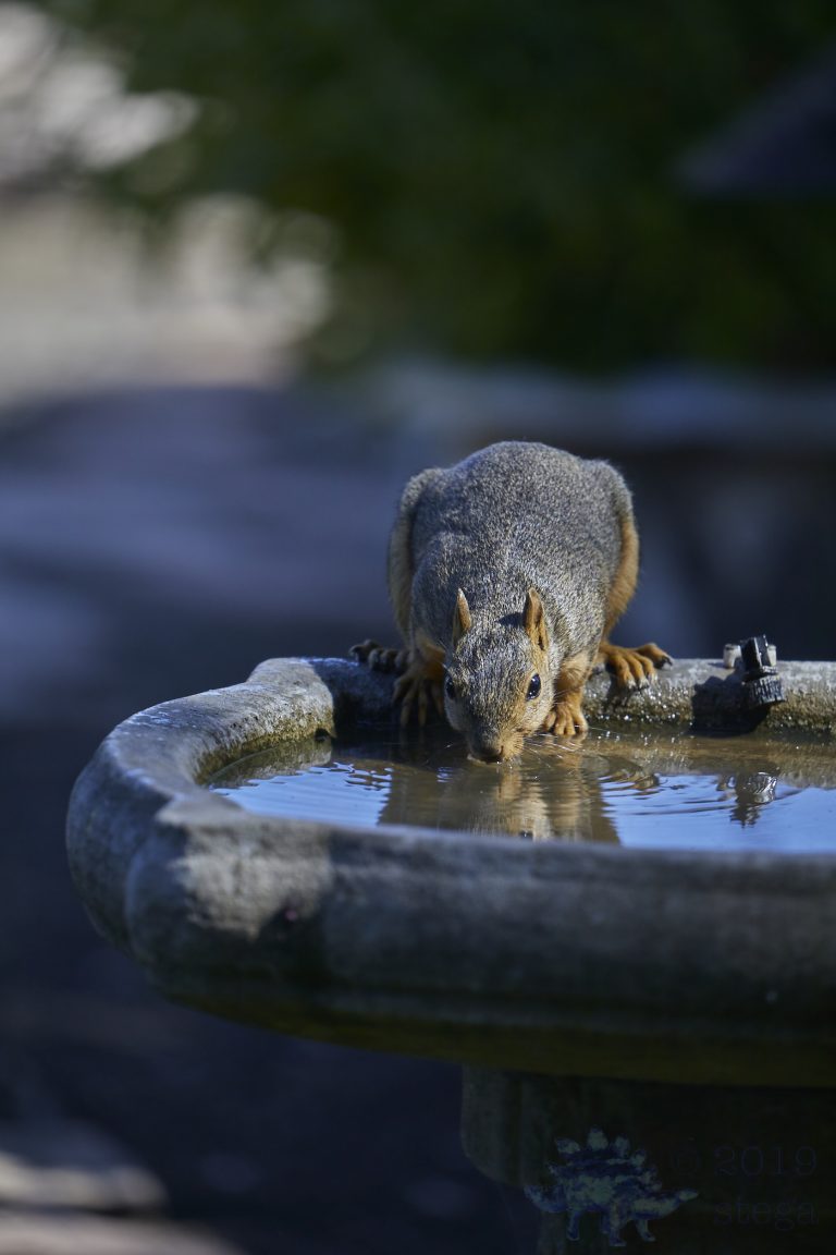 Fox Squirrel