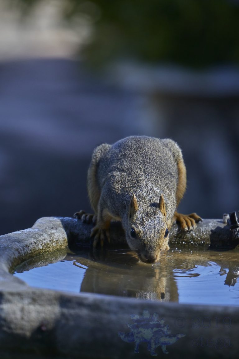 Fox Squirrel