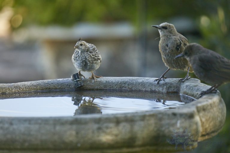 California Quail Chick and European Starlings