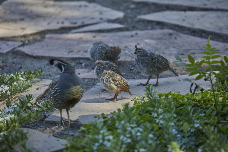 California Quail (4 Images)