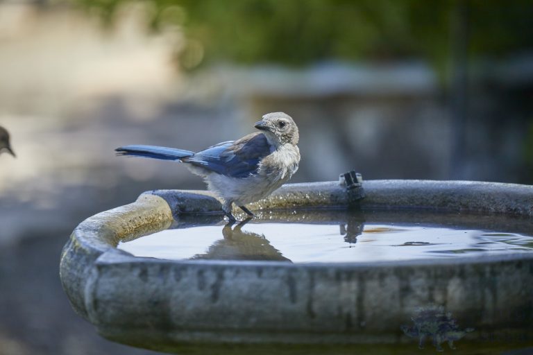 California Scrub Jay
