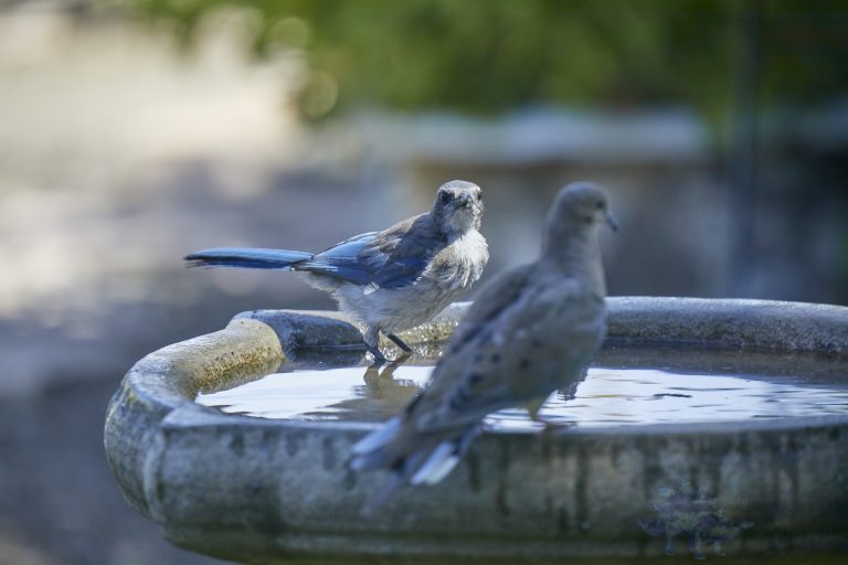 California Scrub Jay