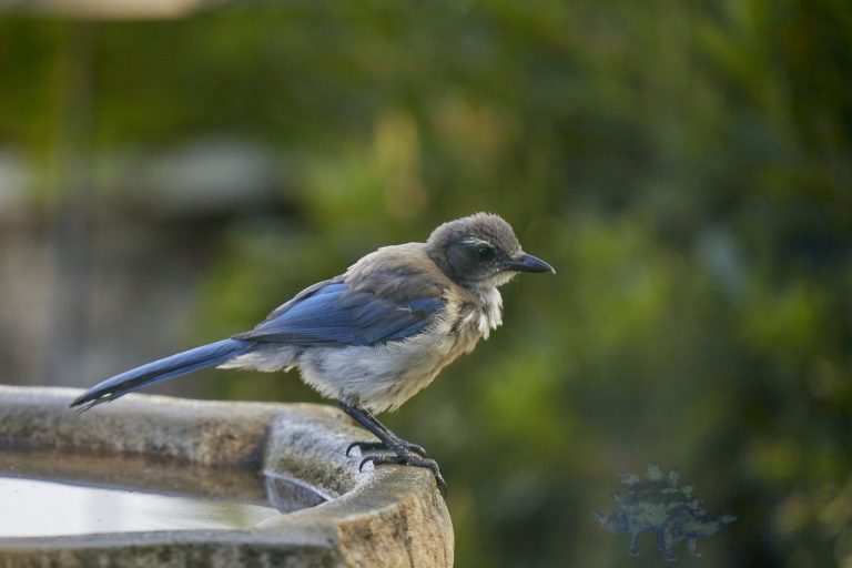 California Scrub Jay