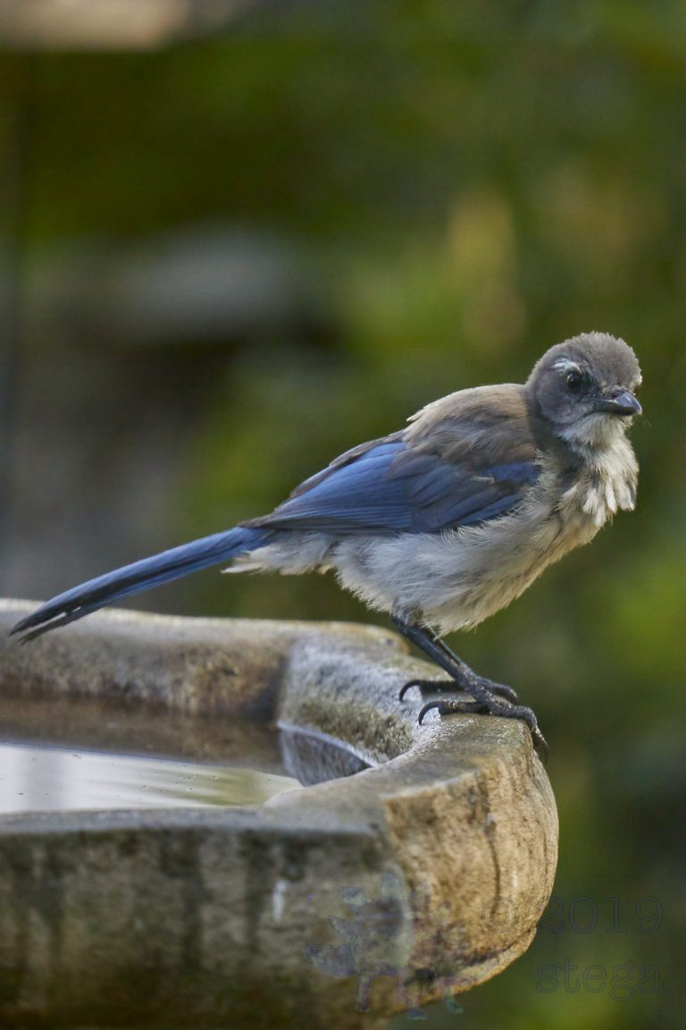 California Scrub Jay