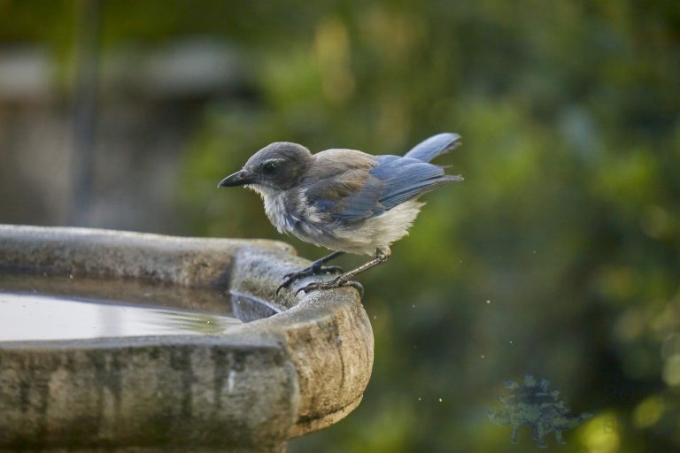 California Scrub Jay