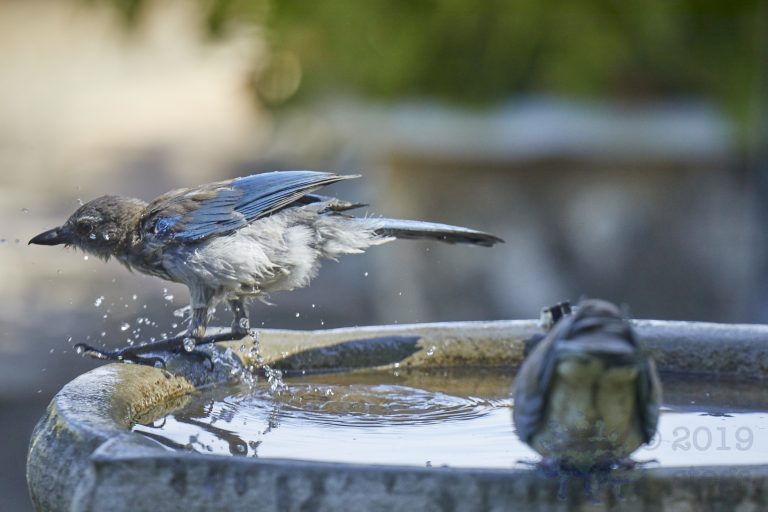 California Scrub Jay