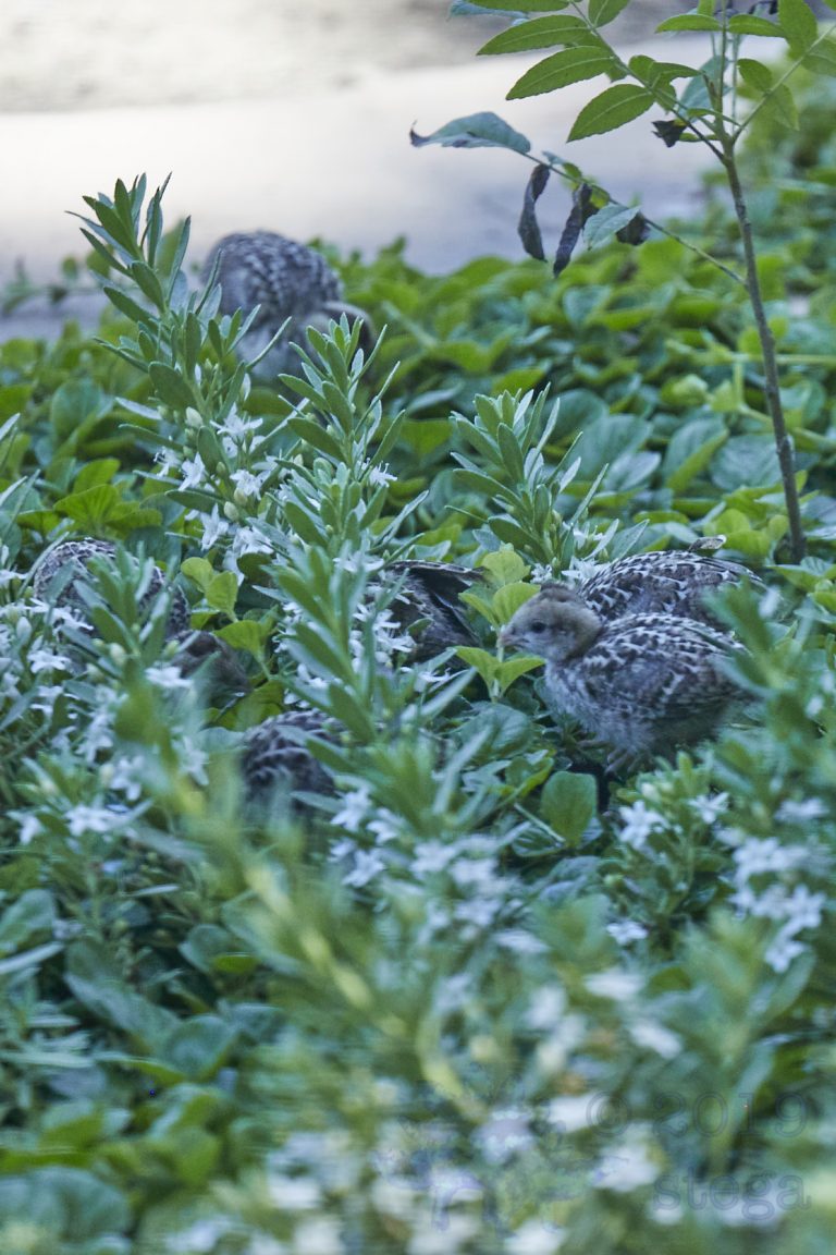 California Quail