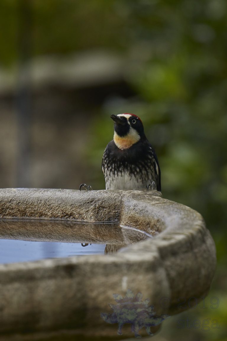 Acorn Woodpecker