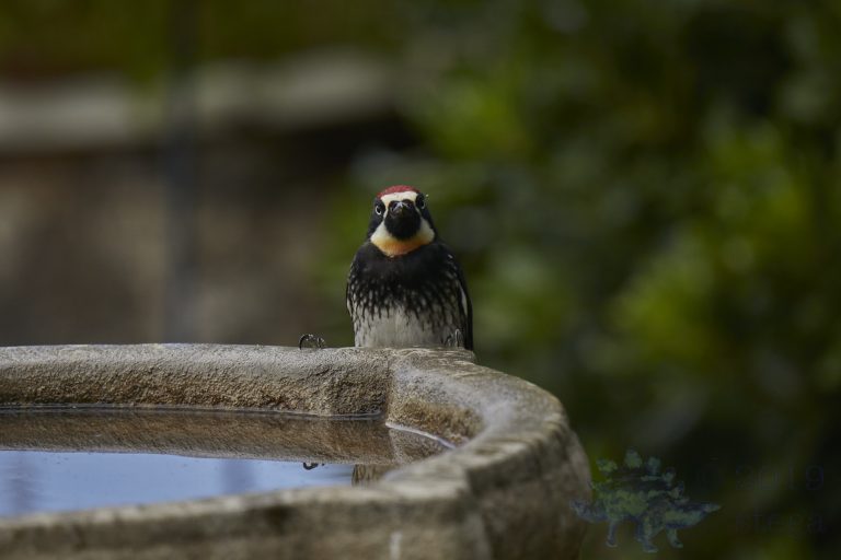 Acorn Woodpecker