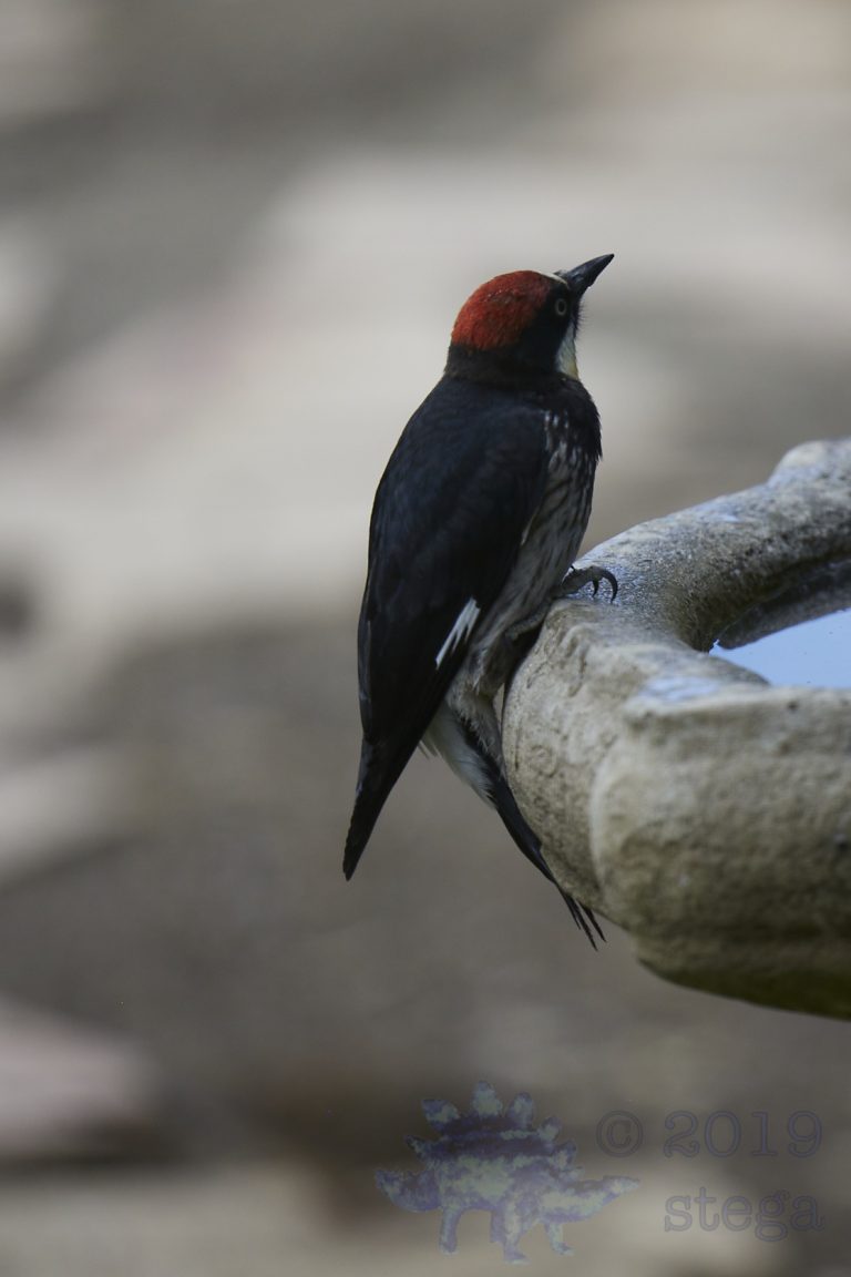 Acorn Woodpecker