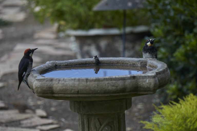 Acorn Woodpeckers