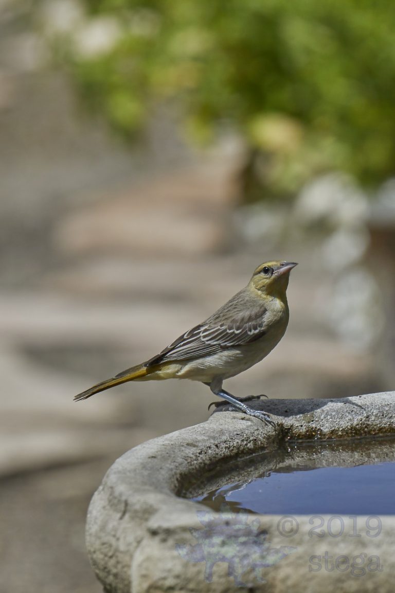 Bullock’s Oriole