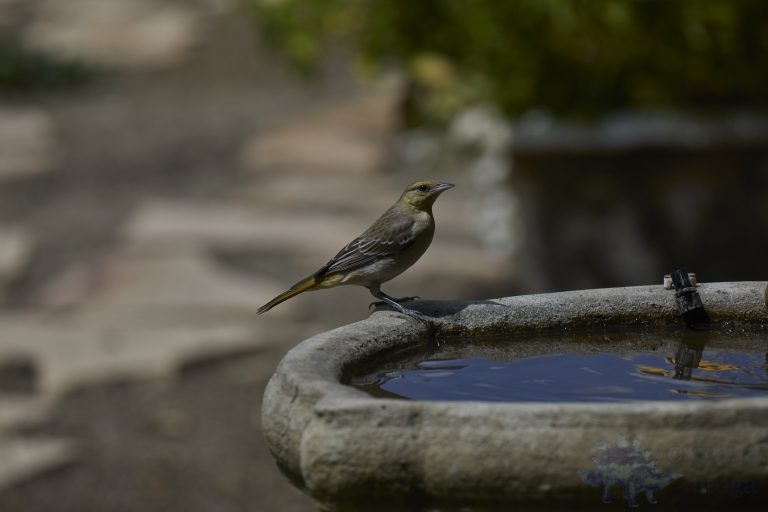 Bullock’s Oriole