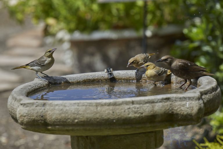 Bullock’s Orioles With a Starling