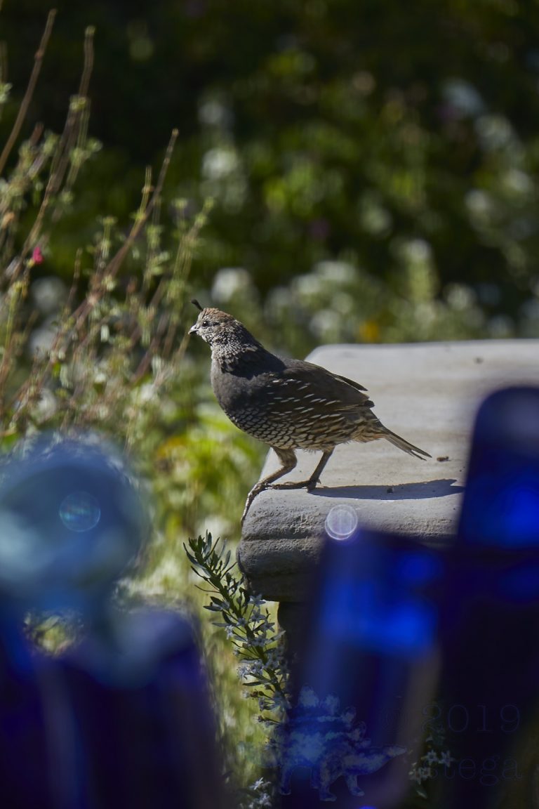 California Quail