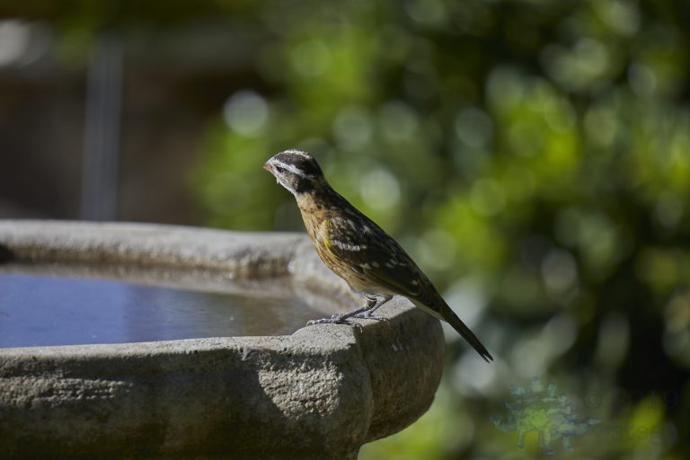 Black-headed Grosbeak