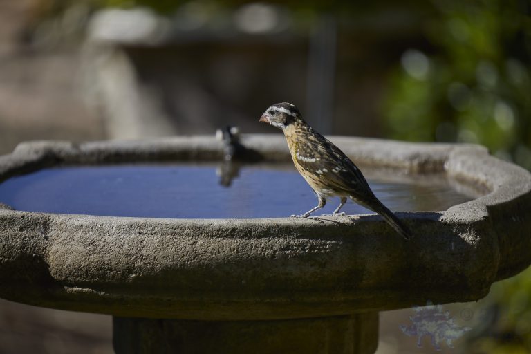 Black-headed Grossbeak
